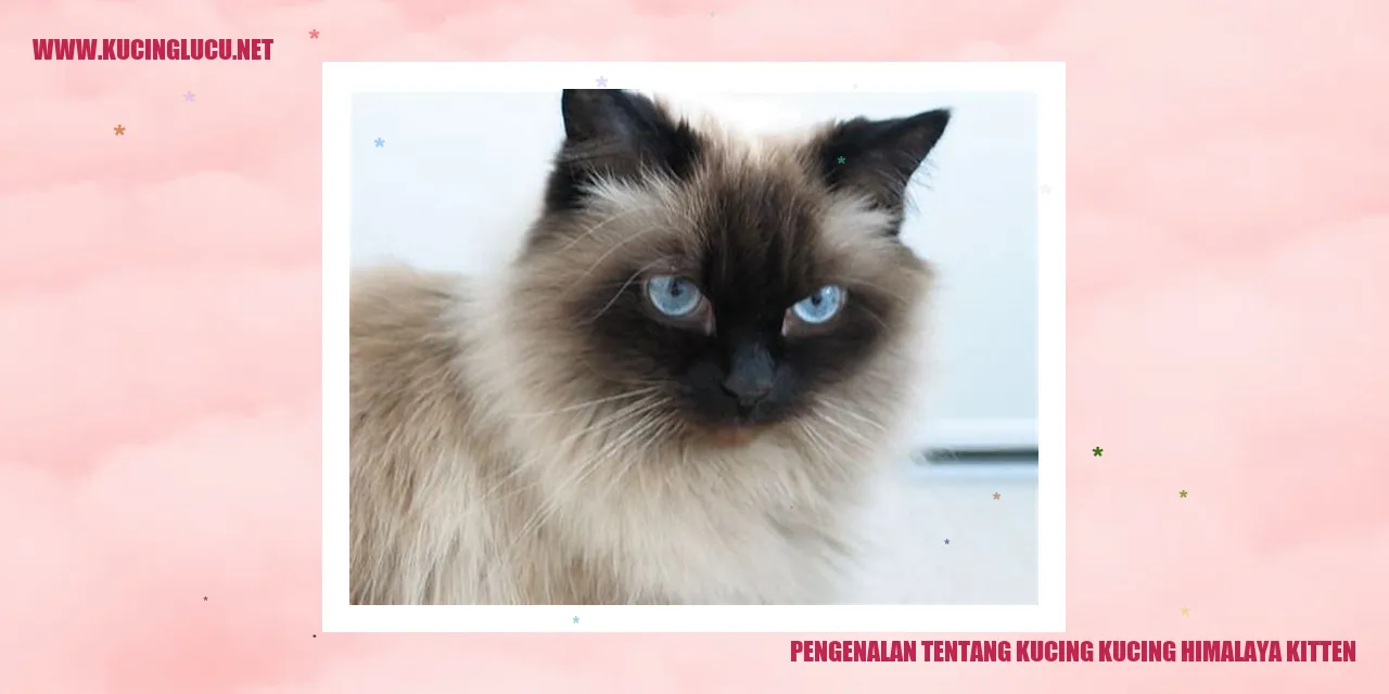 Kucing Himalaya Kitten