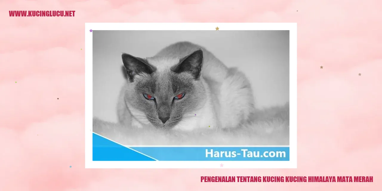 Kucing Himalaya Mata Merah