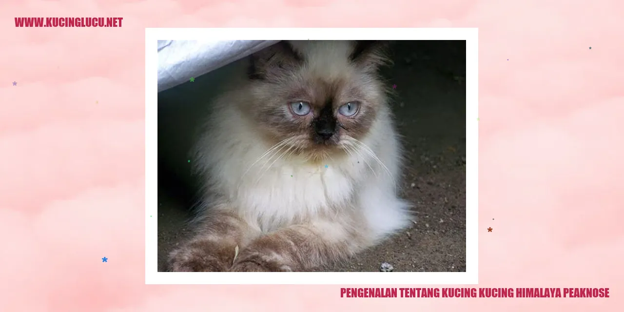 Kucing Himalaya Peaknose