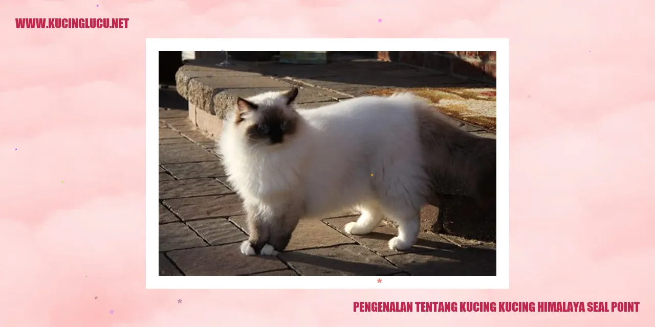 Kucing Himalaya Seal Point