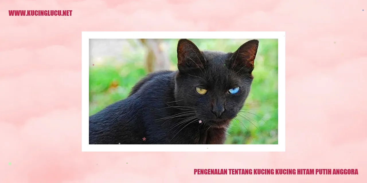 Eksotis dan Menawan: Kucing-kucing Anggora Berbulu Hitam-Putih