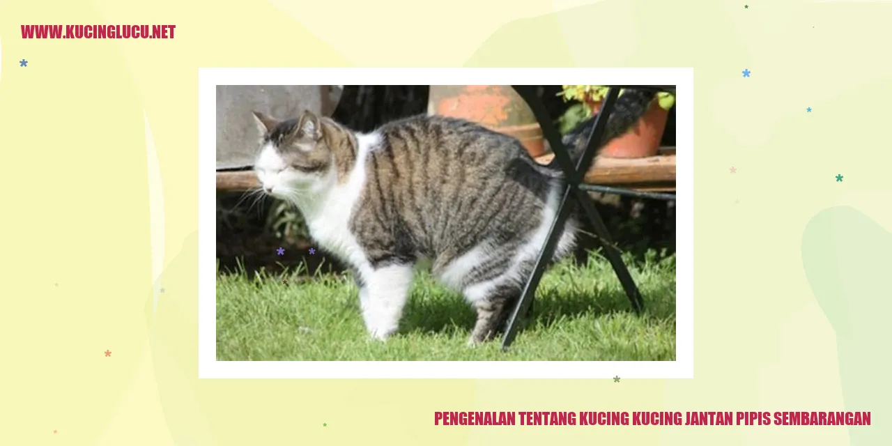 Kucing jantan pipis sembarangan