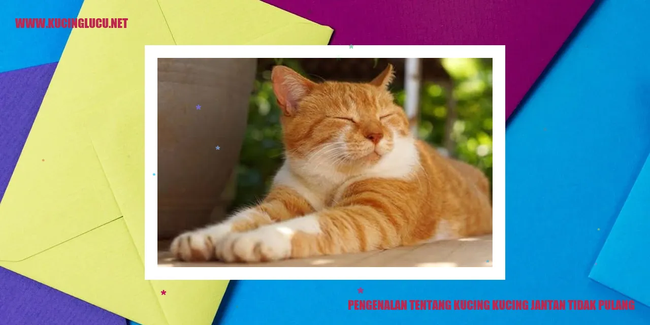 Kucing jantan tidak pulang
