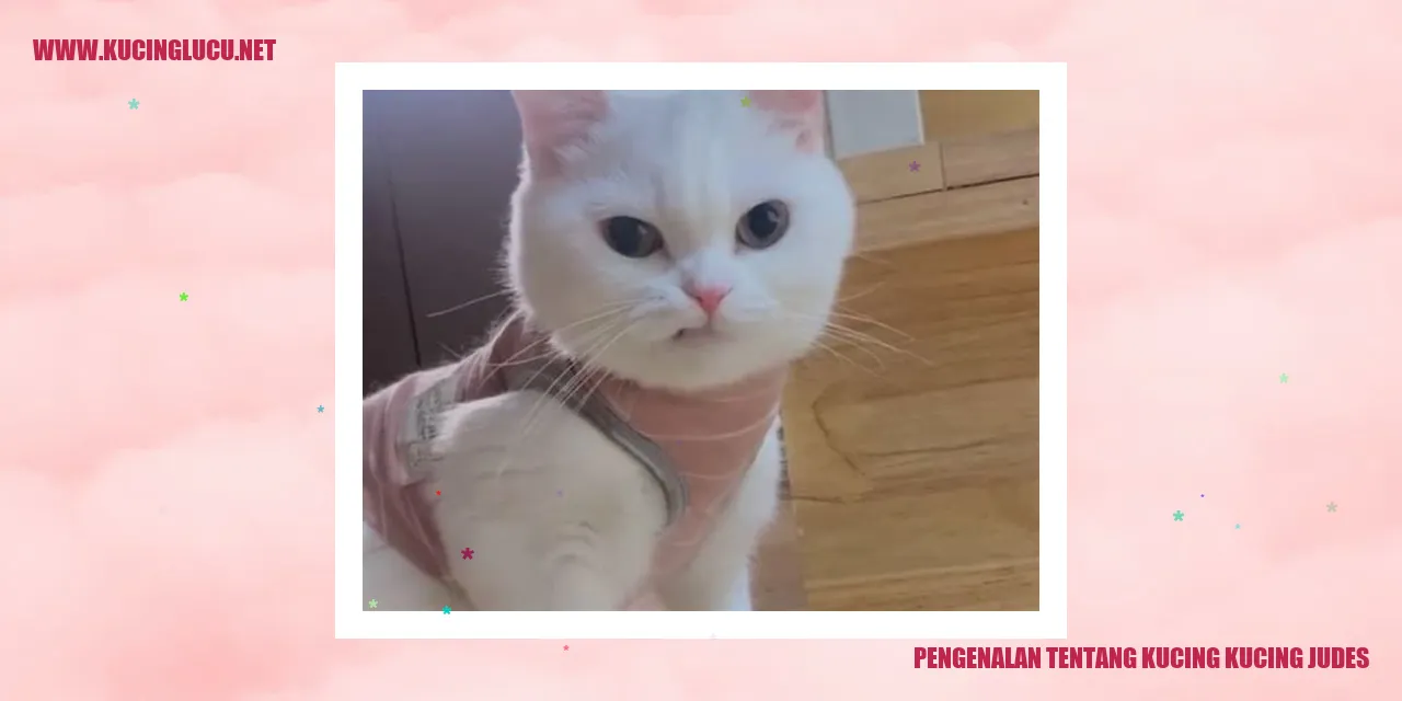 Gambar Kucing Kucing Judes