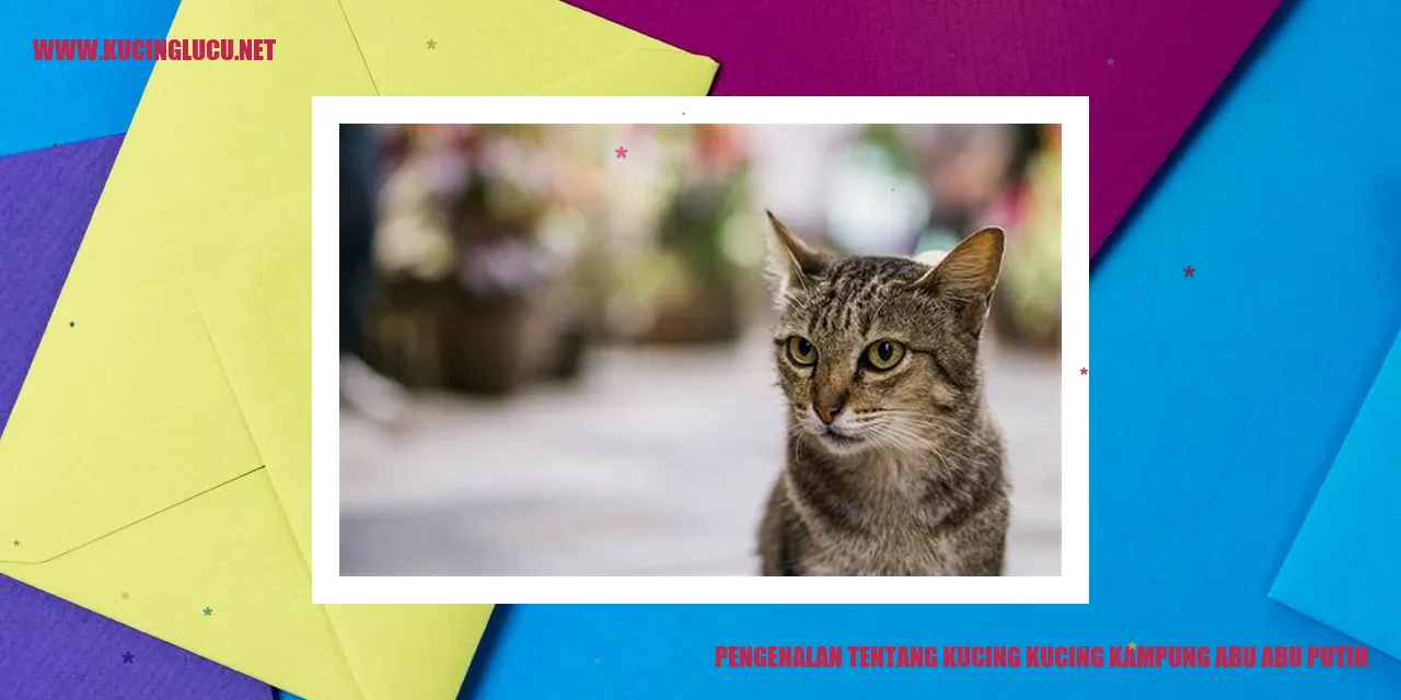 Kucing kampung abu abu putih