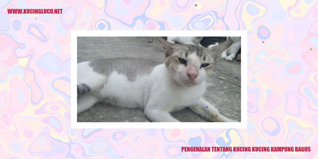 Kucing kucing kampung bagus
