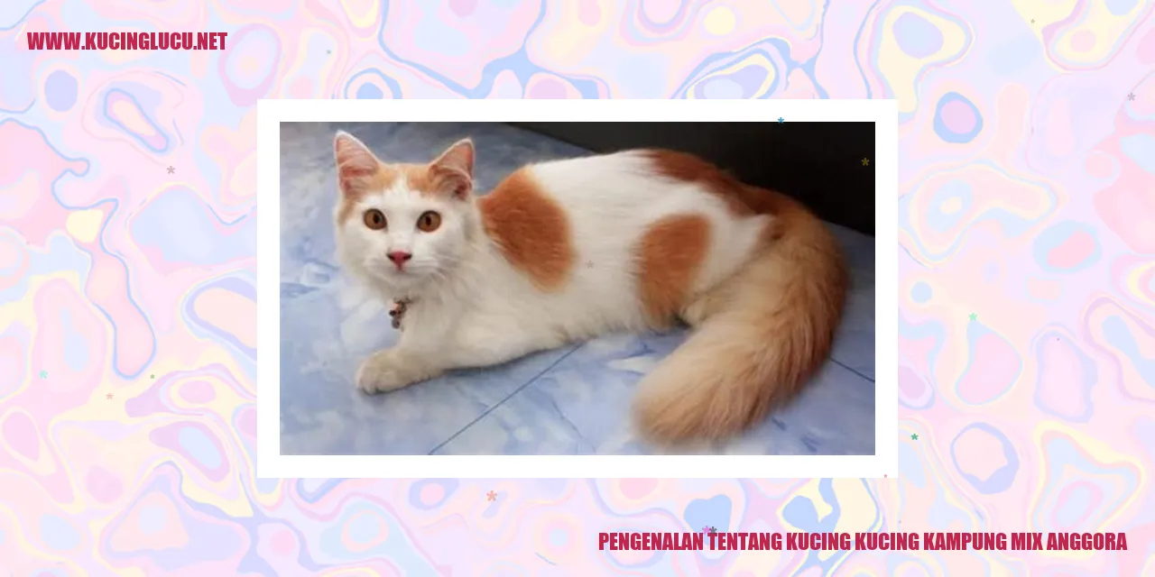 Kucing Kampung Mix Anggora