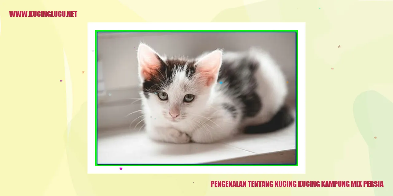 Gambar kucing kampung mix persia