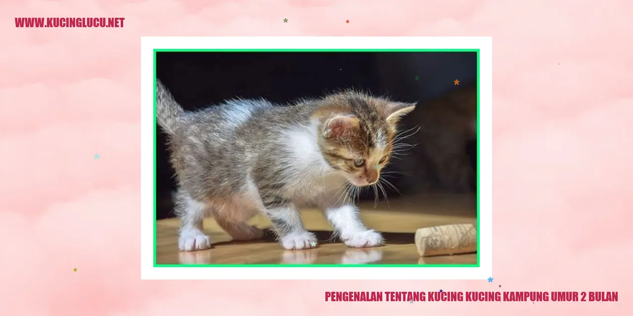 Kucing anggora kampung berusia 2 bulan