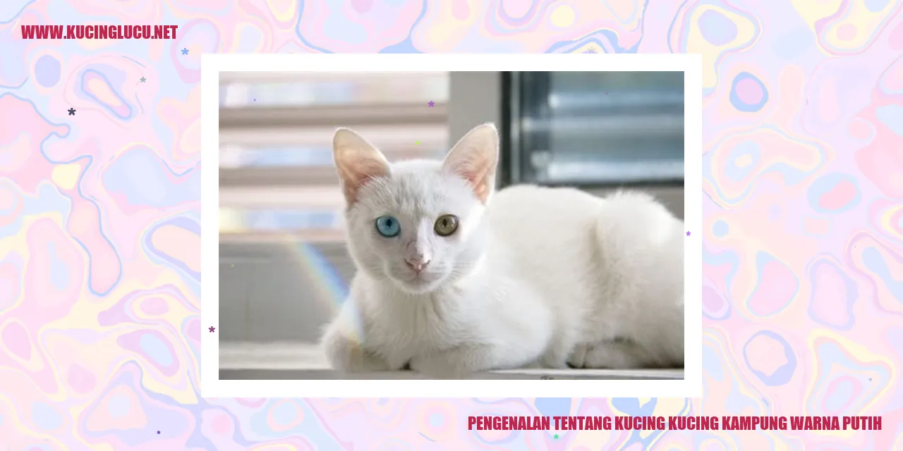 Kucing kucing kampung warna putih