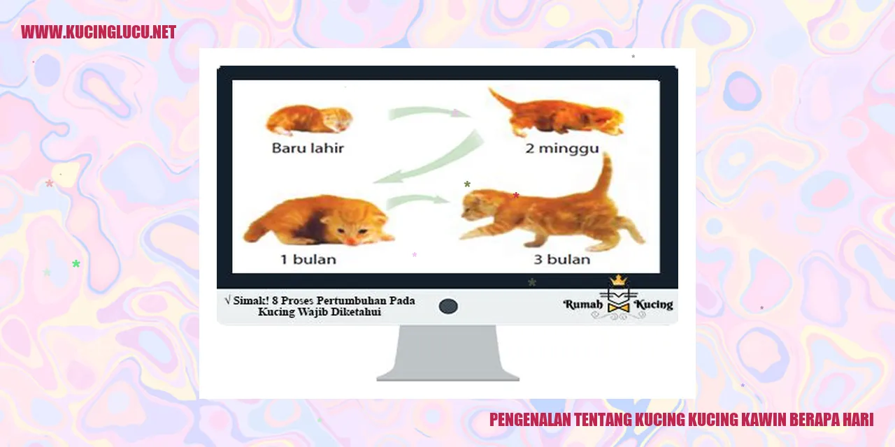 Gambar kucing kawin