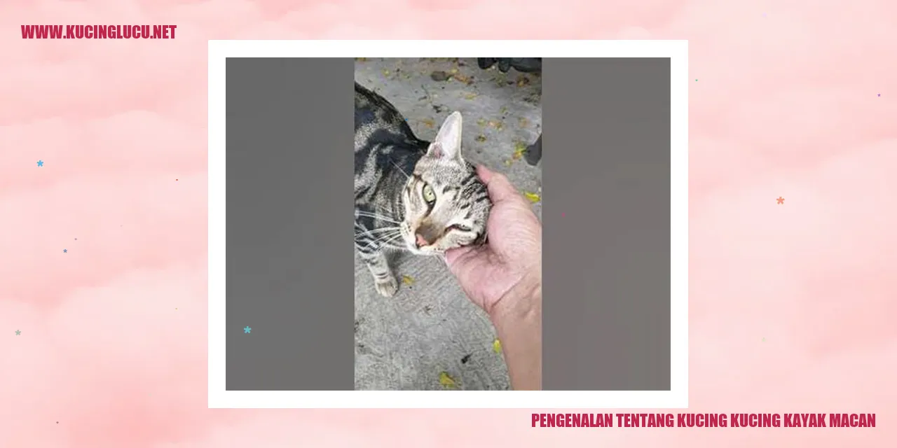Kucing dengan Pola Bulu Mirip Macan