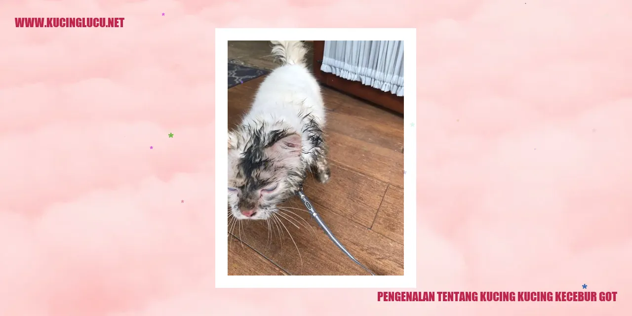 Gambar Kucing Kucing Kecebur Got