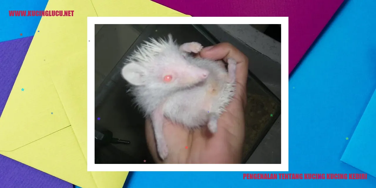 Kucing Kucing Kediri