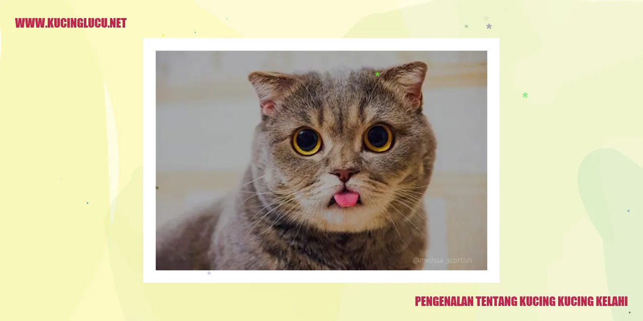 Ilustrasi pertarungan kucing