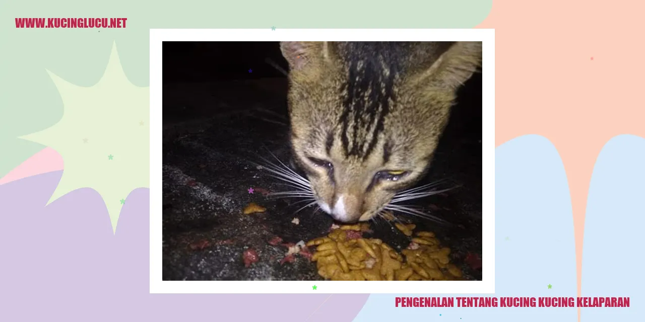 Gambar kucing-kucing lapar