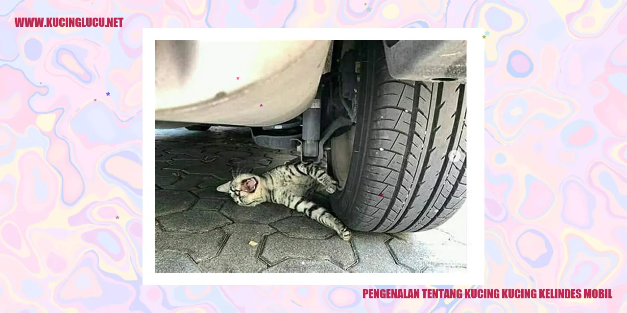 Kucing selamat setelah kecelakaan mobil