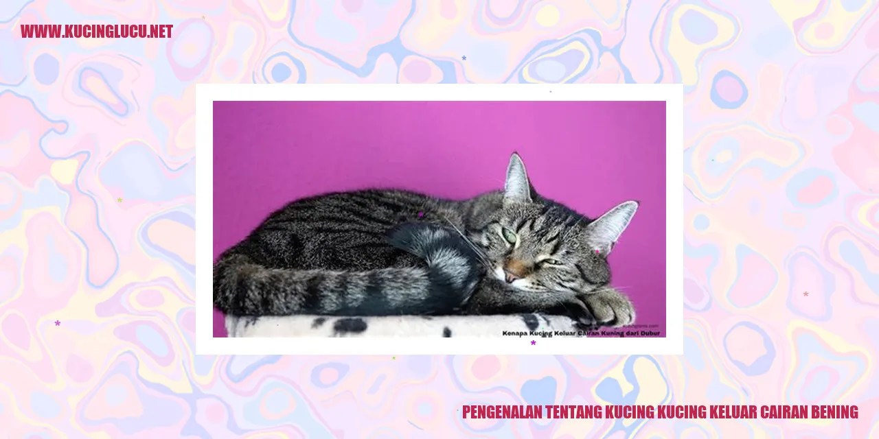 Ilustrasi Kucing
