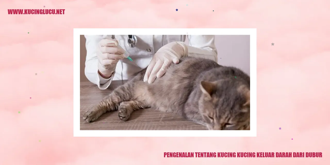 Kucing dengan keluhan keluar darah dari dubur