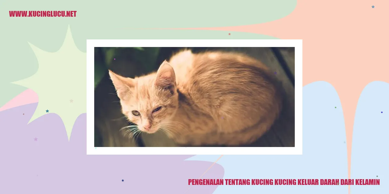 gambar kucing