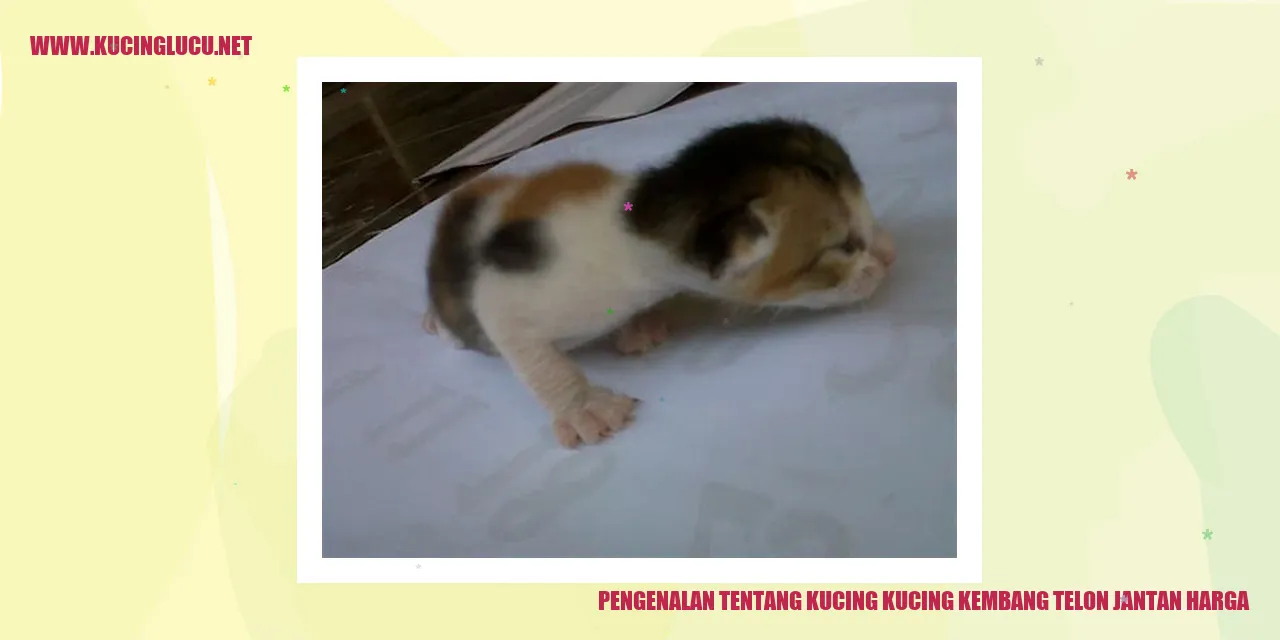 Gambar Kucing Kucing Kembang Telon Jantan dengan Harga Menarik