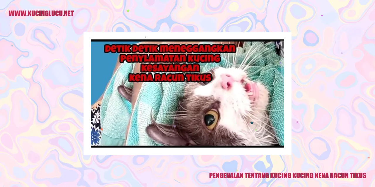 Gambar Kucing