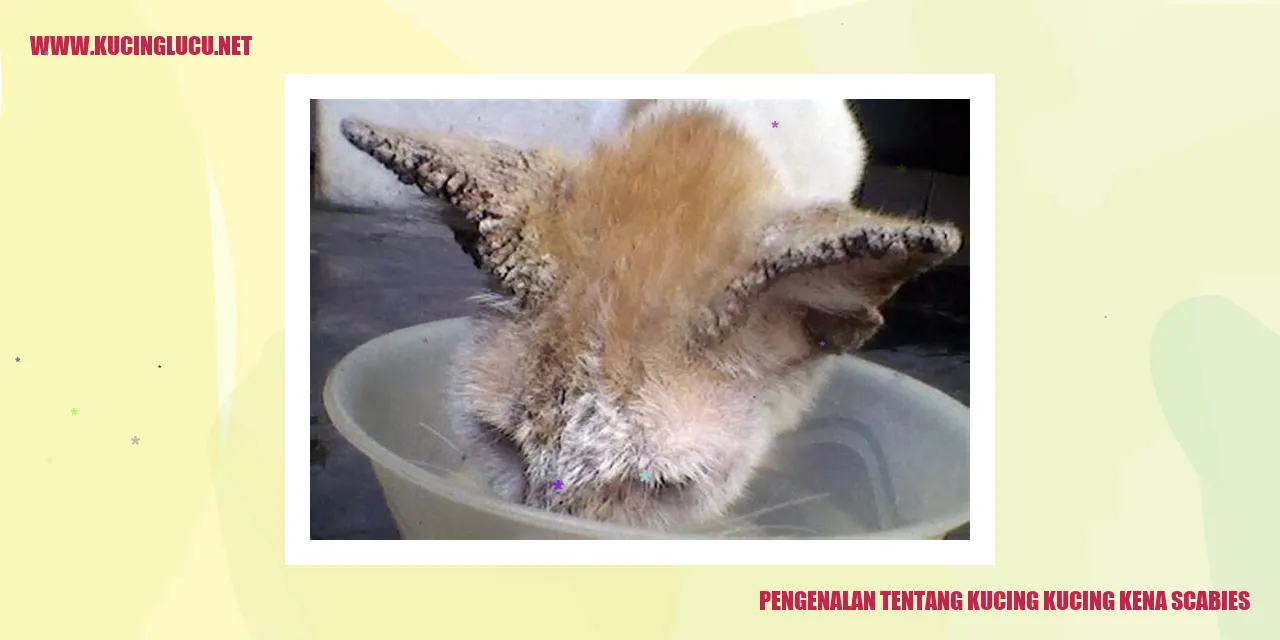Kucing dengan Scabies