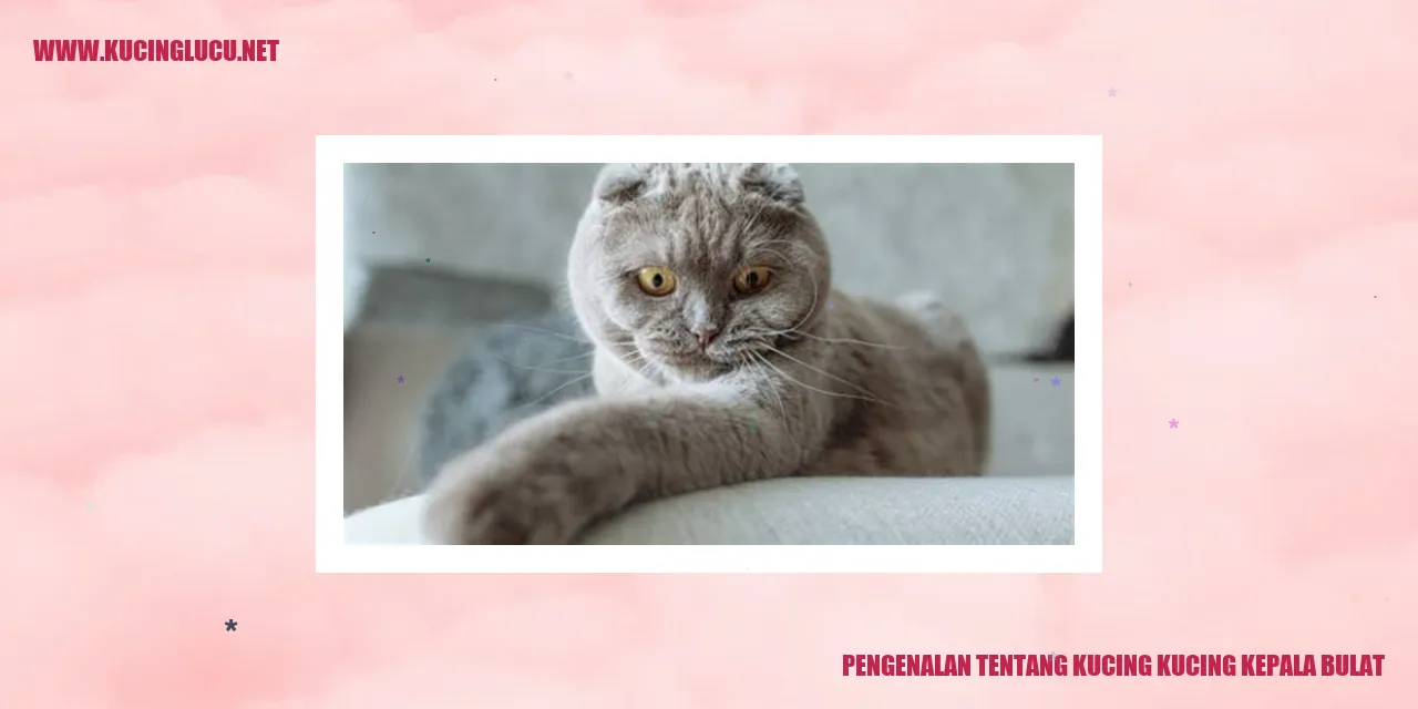 Kucing Kepala Bulat
