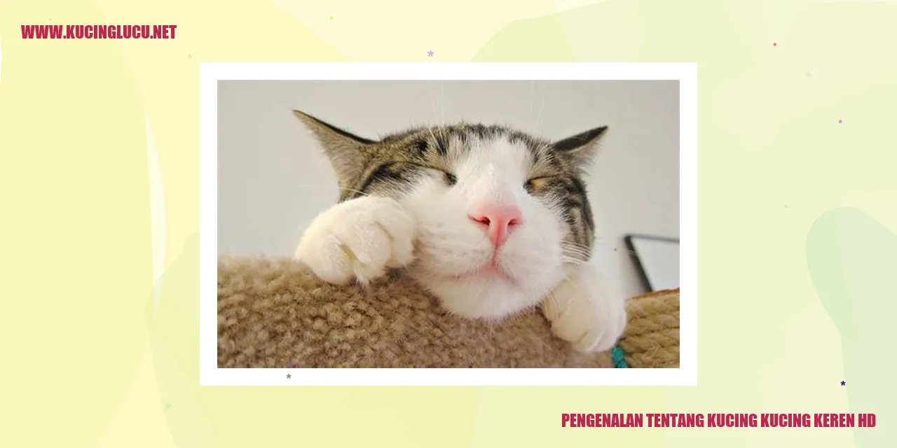 Gambar Kucing Keren HD