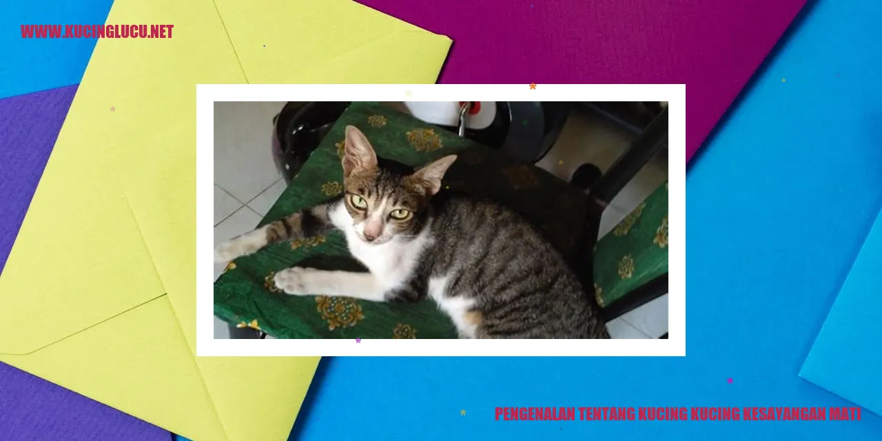 gambar kucing kesayangan mati