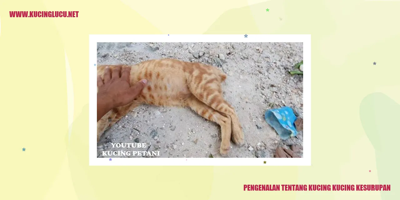 Gambar Kucing Kesurupan