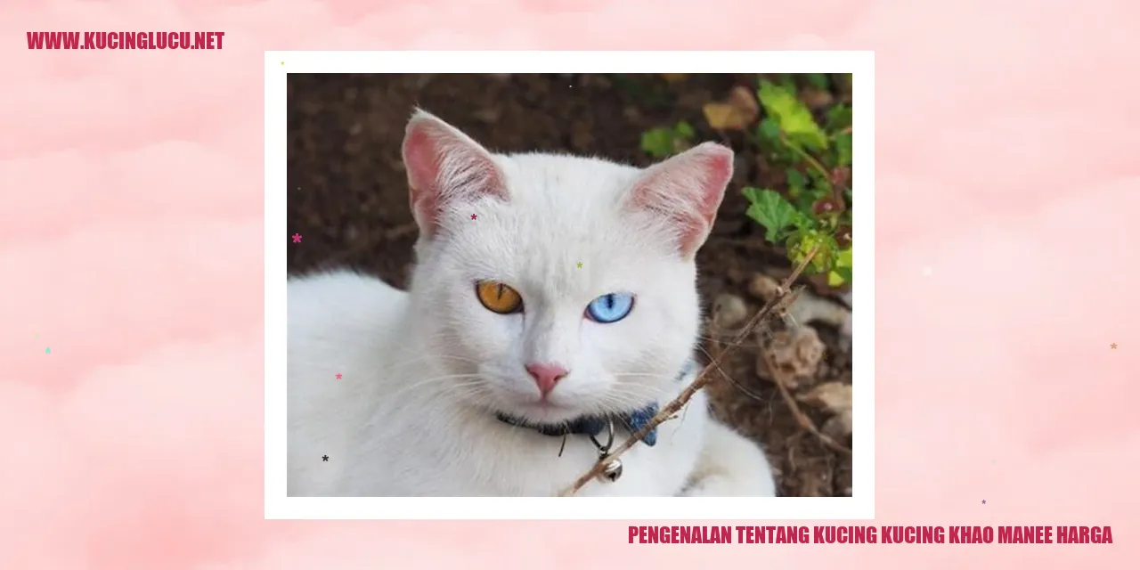 Kucing Khao Manee
