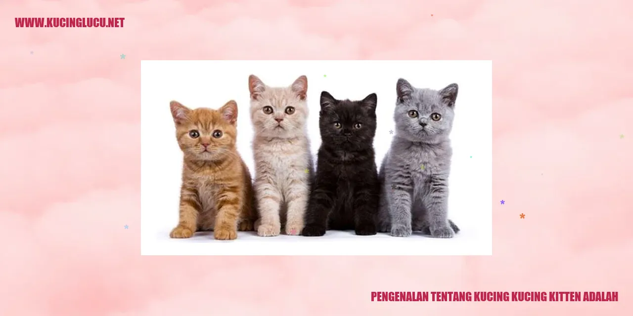 Kucing Kitten