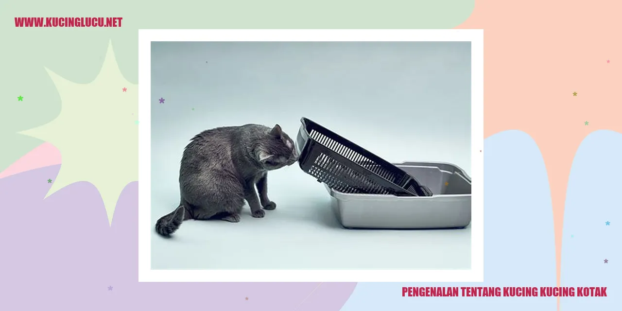 Kucing Kucing Kotak