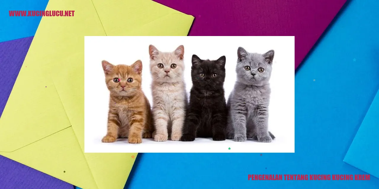 Kucing Kucing Krem