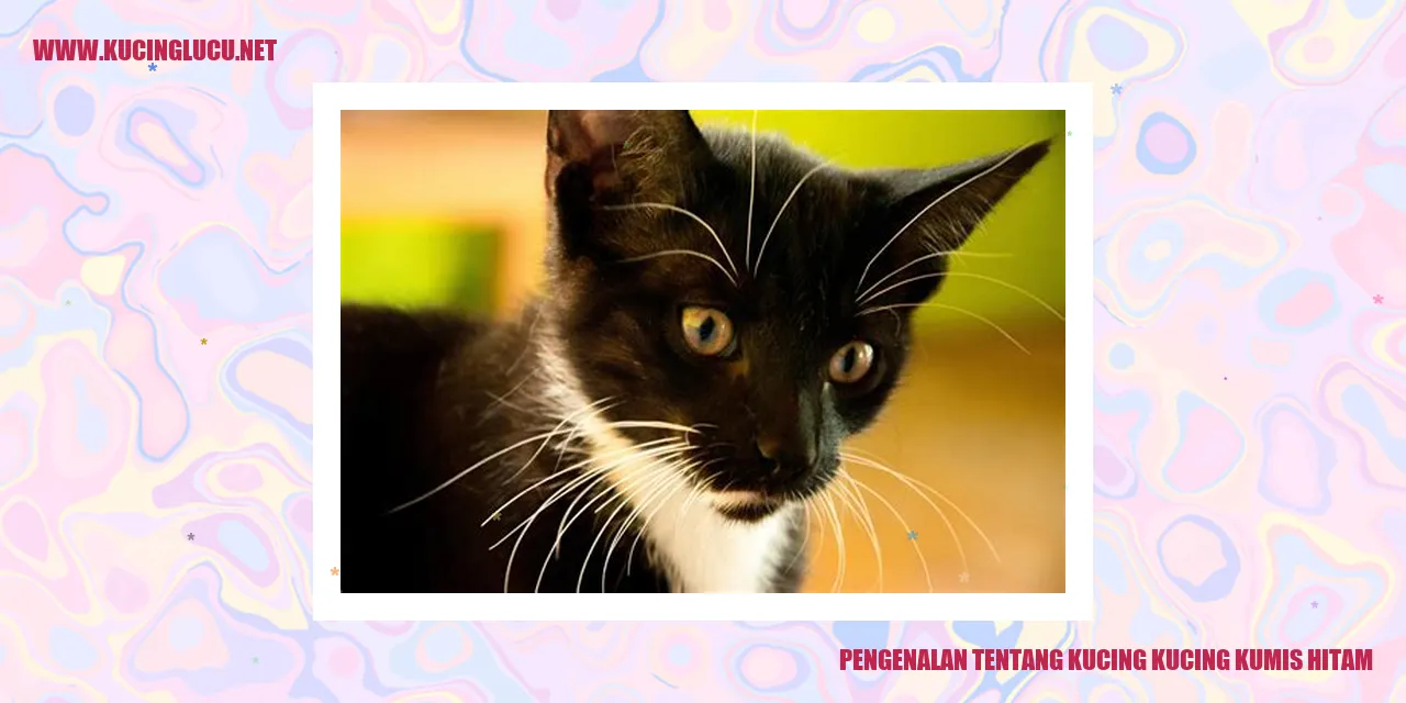Kucing dengan Garis Kumis Gelap
