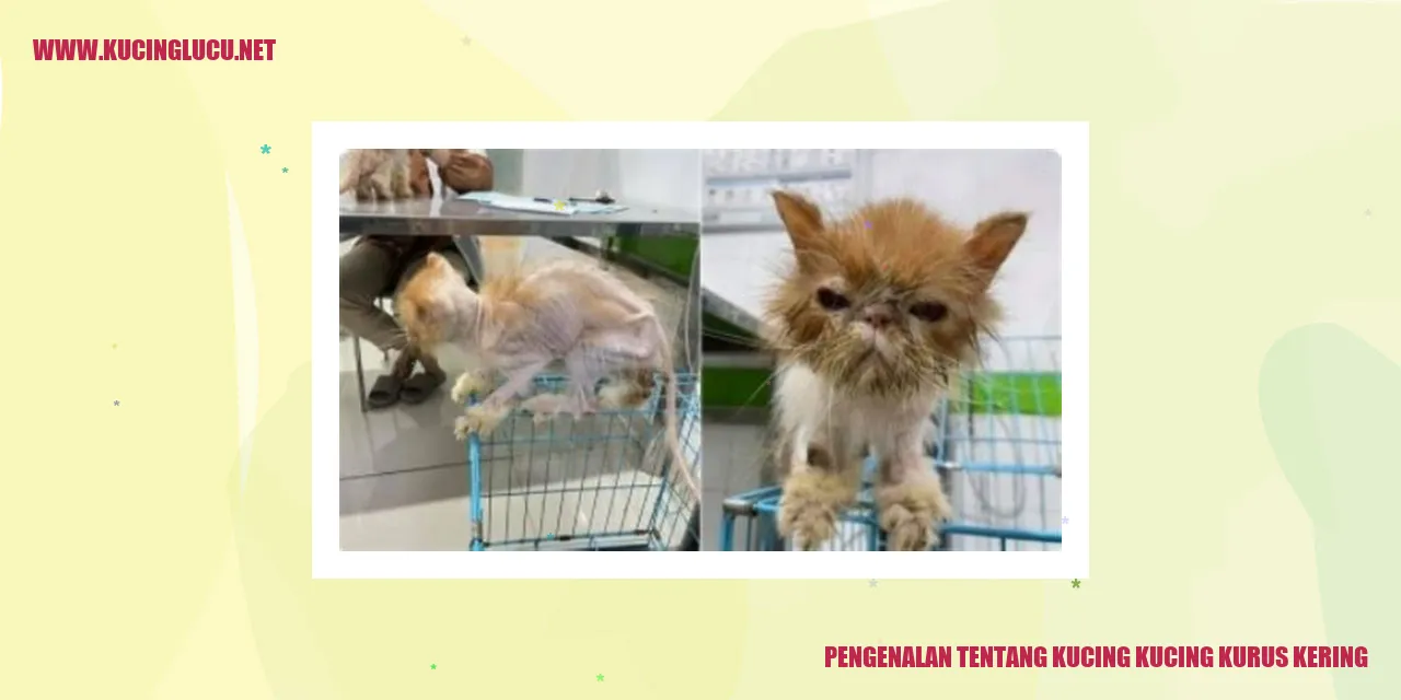 Ilustrasi kucing dengan kondisi tubuh kurus kering