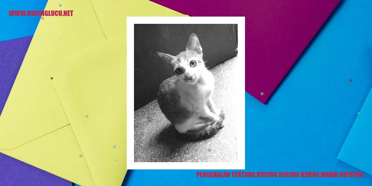 gambar kucing mandi di papan