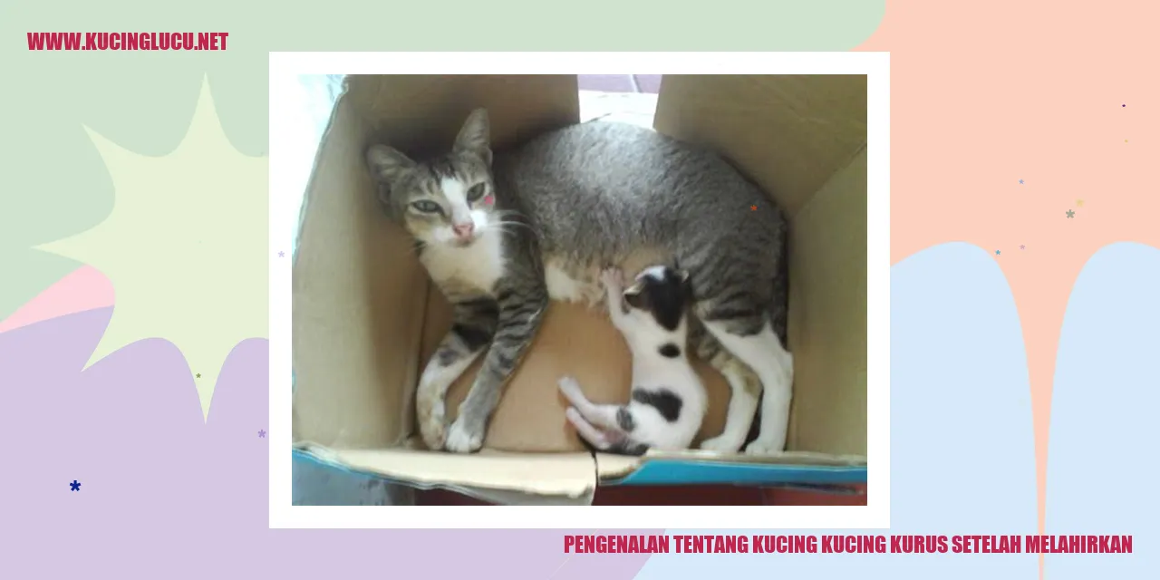 Kucing yang Kurus Setelah Melahirkan