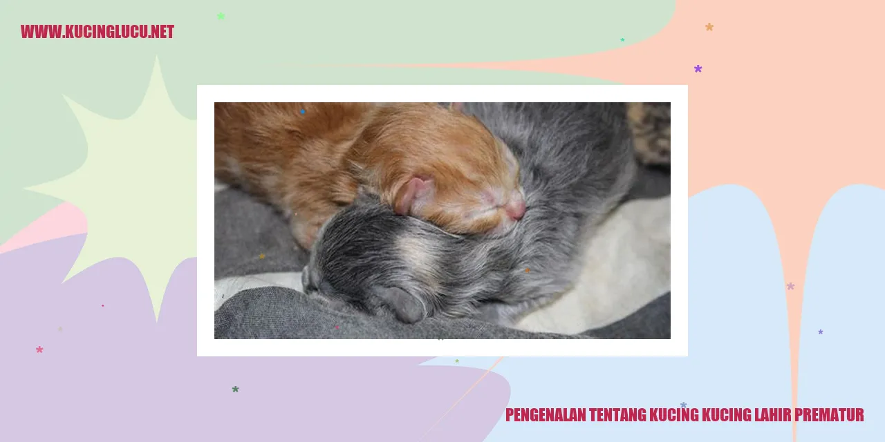 Potret Kucing Lahir Prematur