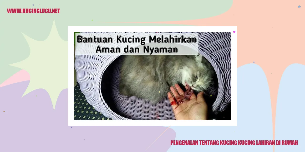 Kucing Lahiran di Rumah