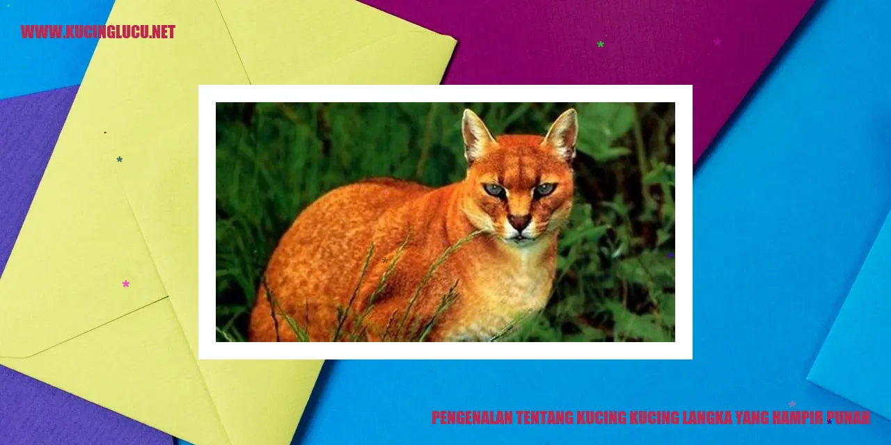 Gambar kucing langka yang hampir punah