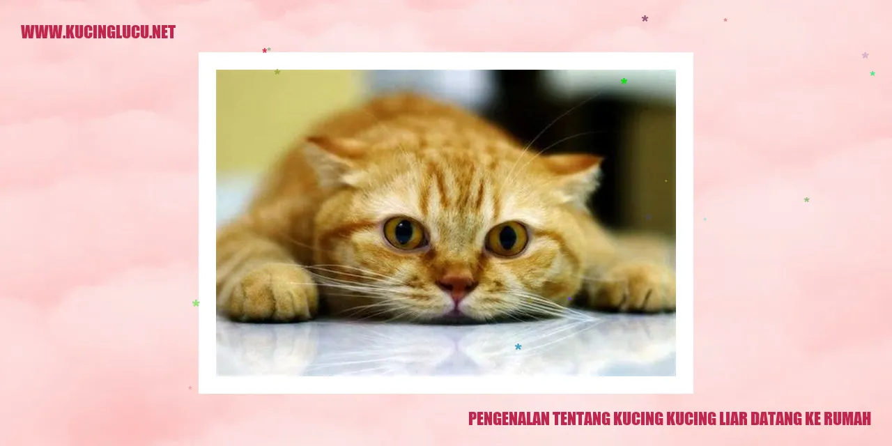Kucing Liar