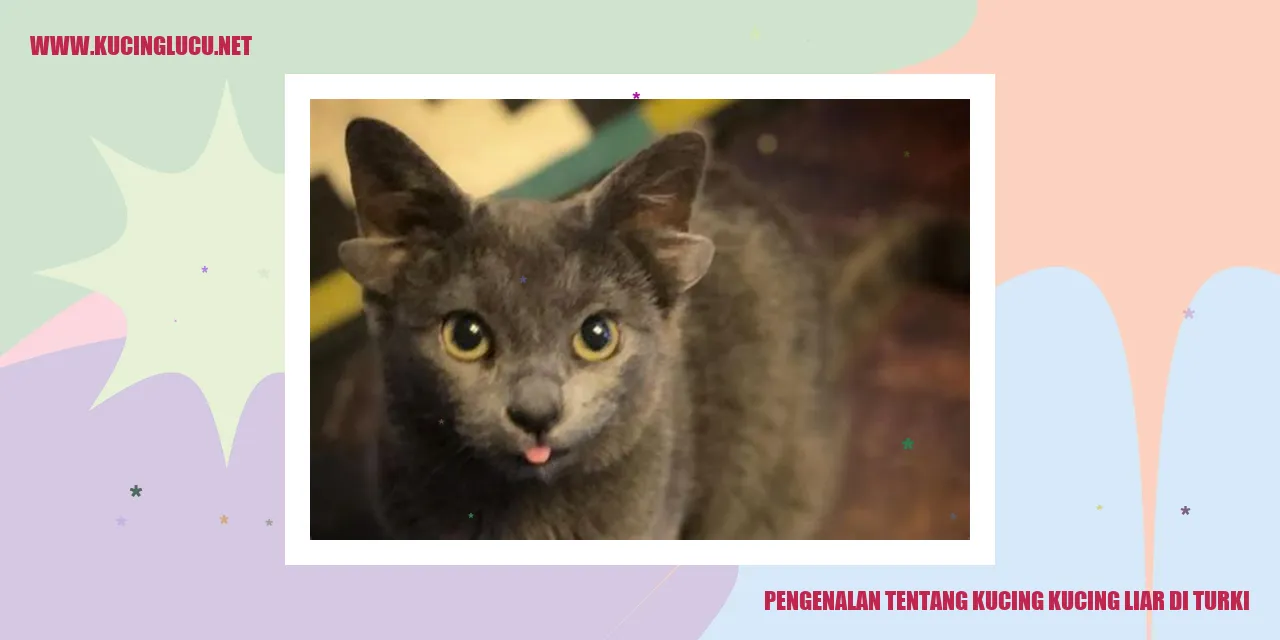 Gambarkucing liar di Turki