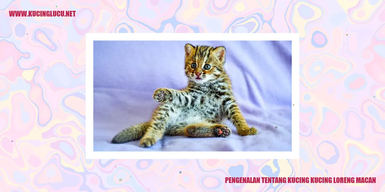 Kucing Berloreng Seperti Macan