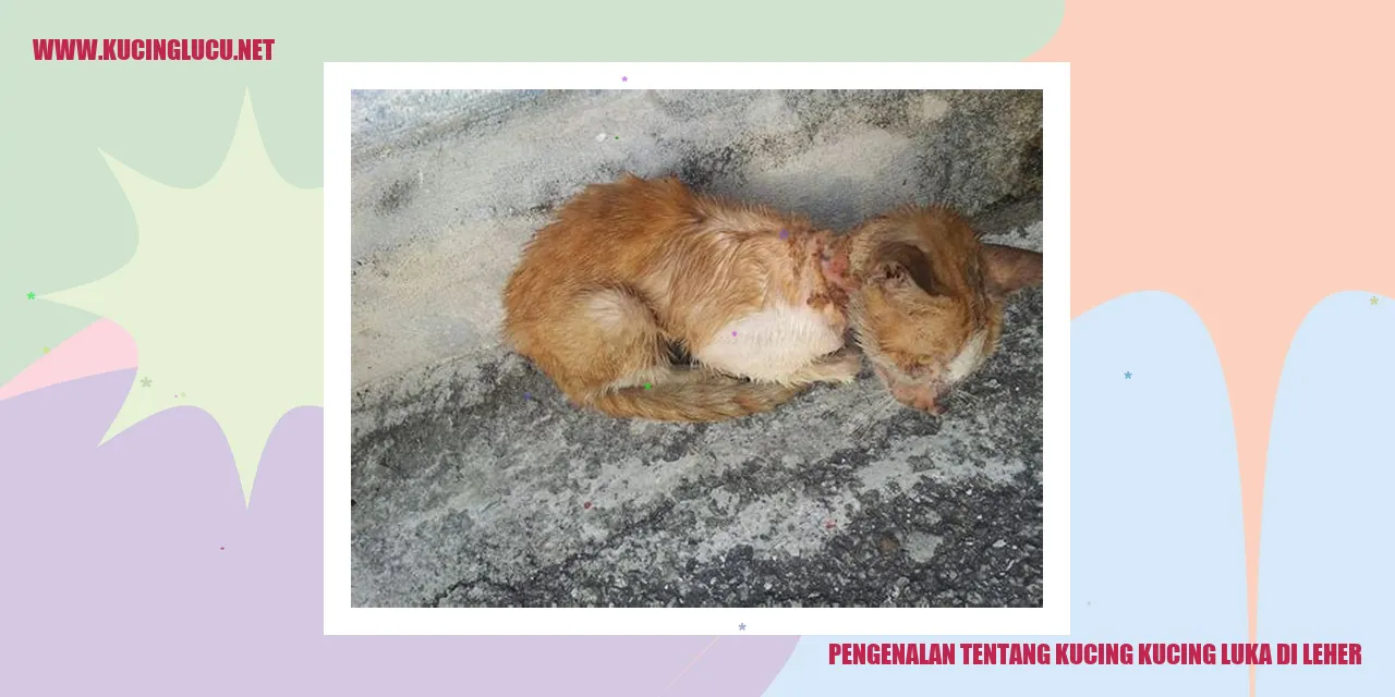 Gambar Kucing Menggunakan Kerah Pelindung