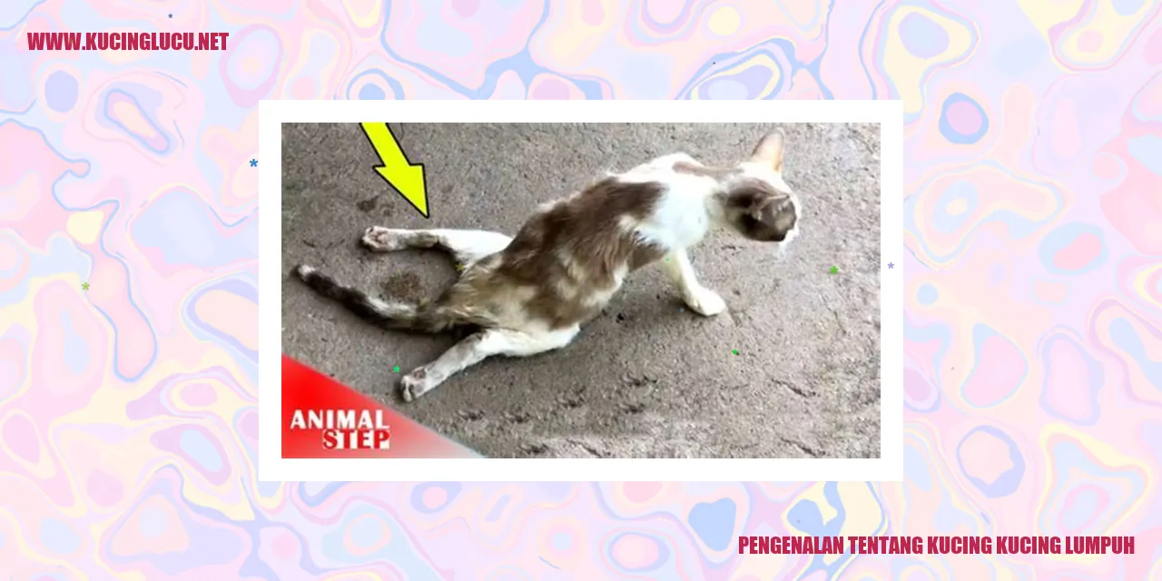 Kucing Lumpuh