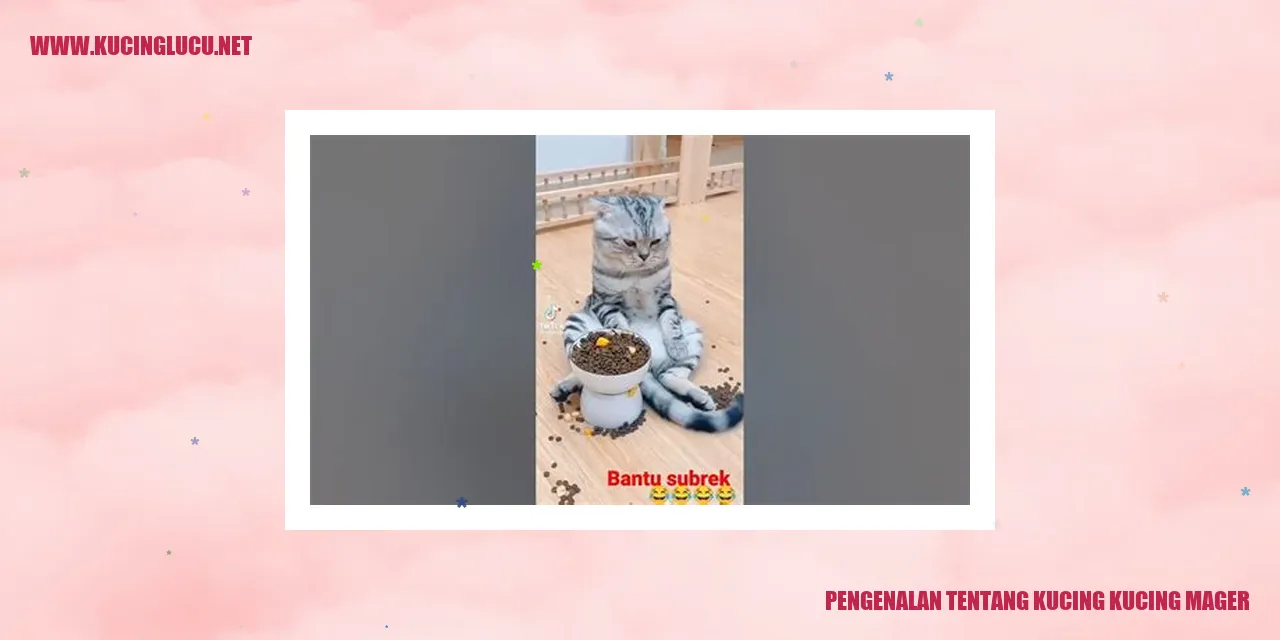 Kucing Mager