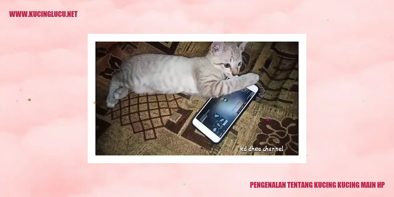 Kucing Main HP