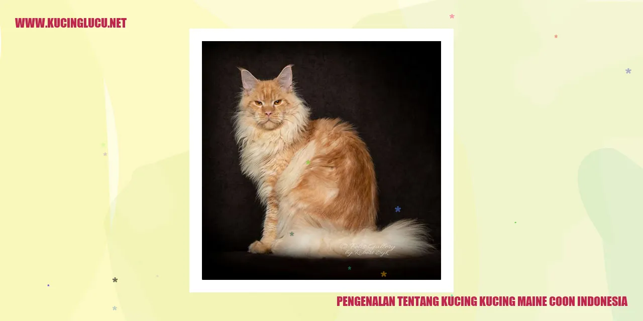 Kucing Maine Coon